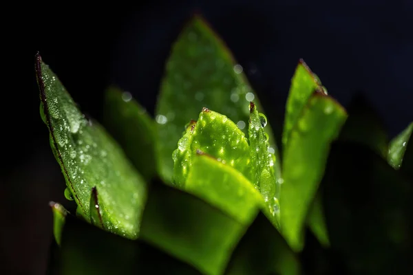 Selective Focus Shot Sucul — Stock Photo, Image