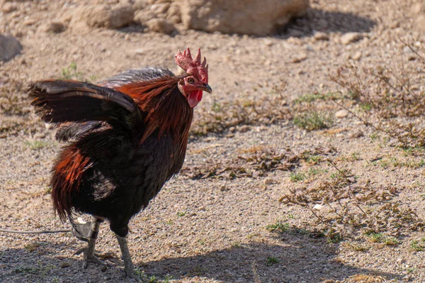 Een Haan Die Rondloopt Een Tuin — Stockfoto