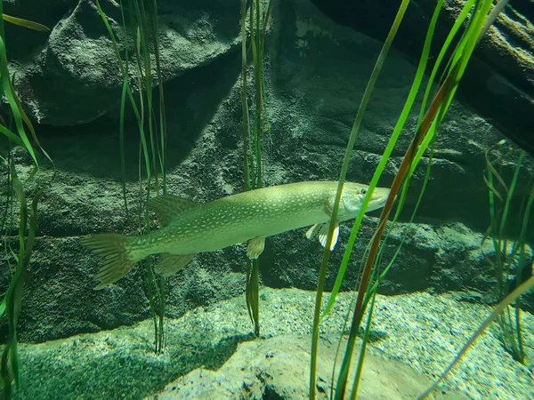 Närbild Bild Bild Ett Akvarium Med Fisk Och Växter Upplyst — Stockfoto