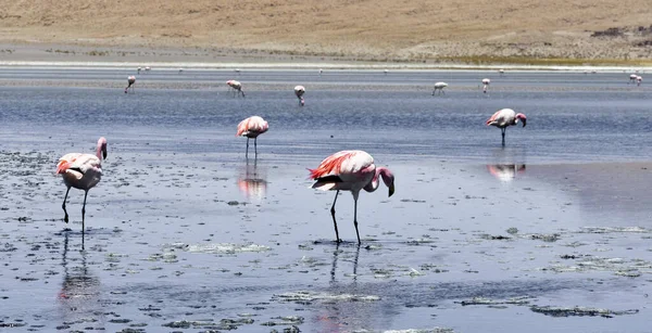 Egy Csoport Rózsaszín Flamingó Áll Laguna Colorada Bolíviában — Stock Fotó