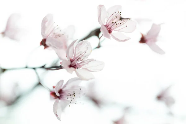 Fiori Profumati Della Colonna Ciliegia Sullo Sfondo Bianco — Foto Stock