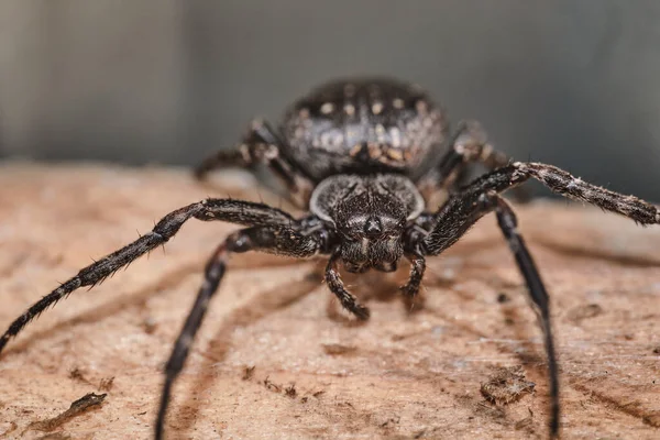 Close Uma Aranha Lobo Uma Superfície Madeira Com Fundo Embaçado — Fotografia de Stock