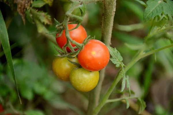 Doux Foyer Bouquet Tomates Rouges Vertes Poussant Dans Jardin — Photo