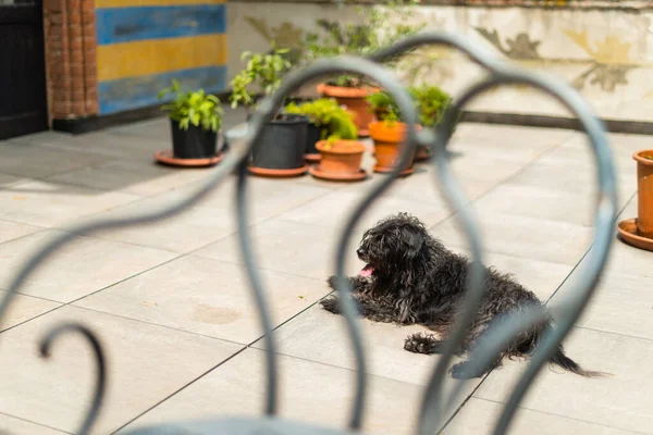 Primer Plano Perro Negro — Foto de Stock