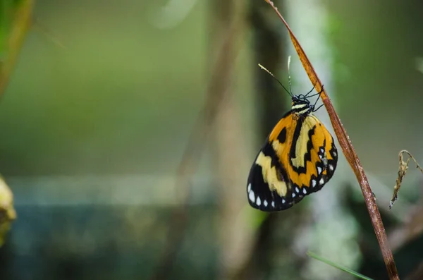 Foyer Peu Profond Beau Papillon Sur Une Branche — Photo