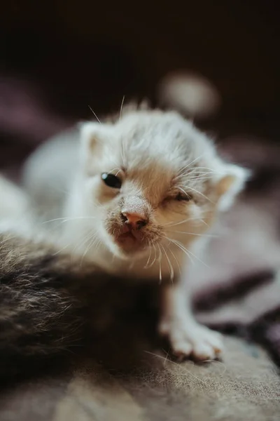 Closeup Shot Cute White Baby Kitten — Stock Photo, Image