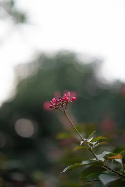 Vertical Shot Blooming Pink Wildflowers — Stock Photo, Image