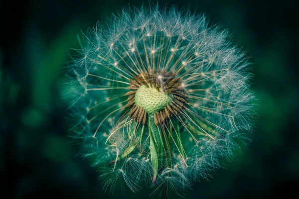 Enfoque Selectivo Una Hermosa Flor Diente León Para Fondos Texturas —  Fotos de Stock