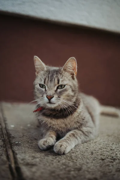 귀여운 집고양이 — 스톡 사진