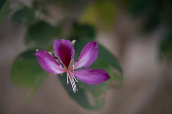 Közelkép Egy Virágzó Bauhinia Virágról — Stock Fotó