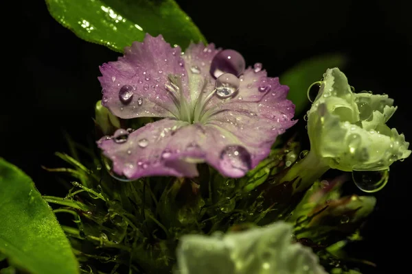 Siyah Arka Planda Damlacıkları Olan Güzel Bir Dianthus Çiçeği — Stok fotoğraf