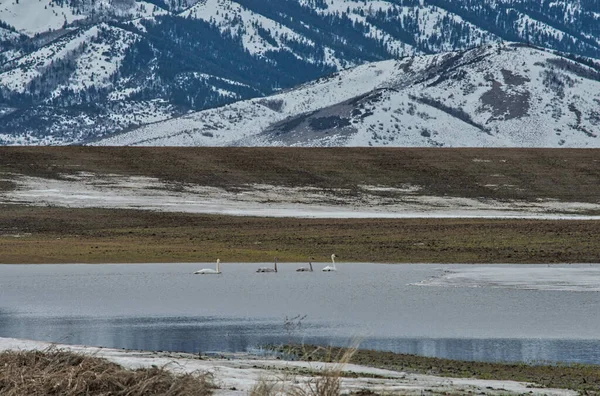 Los Cisnes Nadando Lago Con Nieve Fondo Montaña — Foto de Stock