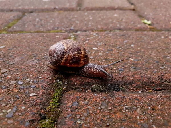 Gros Plan Escargot Sur Route — Photo