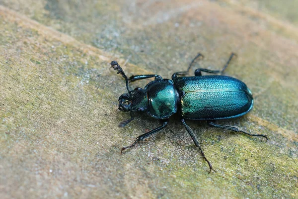 Closeup Shot Rare Metallic Green Lesser Stag Beetle Rough Surface — Stock Photo, Image