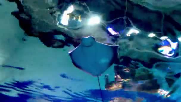 Красивая Подводная Сцена Рыбой — стоковое видео