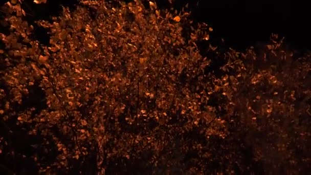 Абстрактный Фон Красочных Огней — стоковое видео