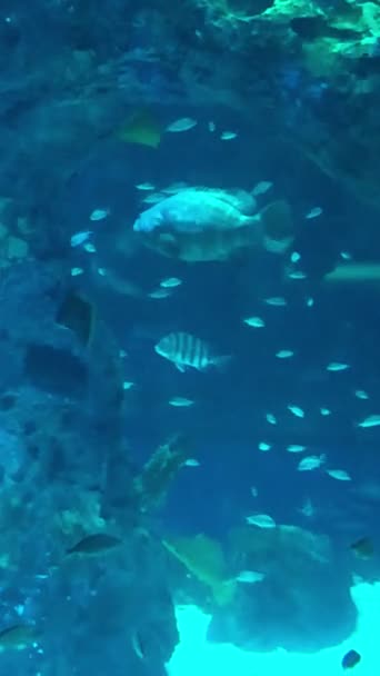 Hermosa Escena Submarina Con Peces — Vídeo de stock