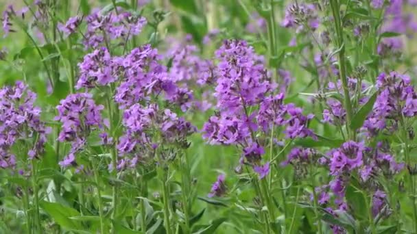 Hermosas Flores Púrpuras Jardín — Vídeos de Stock