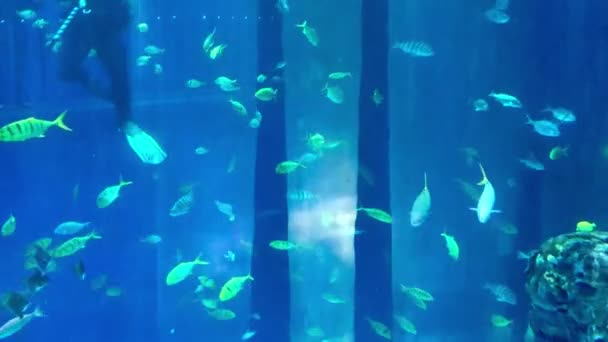 Bela Cena Subaquática Com Peixes — Vídeo de Stock
