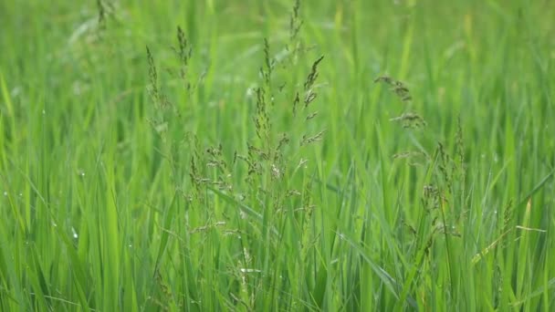 Hierba Verde Jardín — Vídeos de Stock