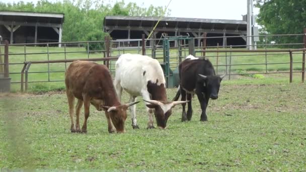 Vache Dans Une Ferme Animaux Élevage Vaches Pâturage — Video