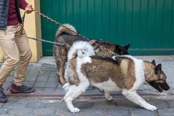Due Cani Che Vengono Accompagnati Dal Loro Proprietario Strada Davanti — Foto Stock
