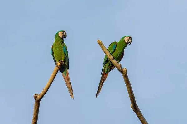 Pár Papoušků Sedících Vrcholku Suchého Stromu — Stock fotografie