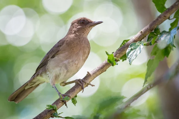 Gemeiner Vogel Sitzt Auf Einem Zweig Mit Kleinen Blättern Mit — Stockfoto