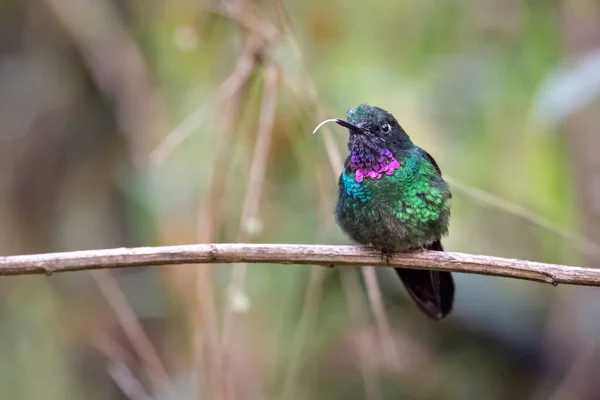 Hummingbird Perched Calmly Branch While Sticking Out Its Tongue — Stock Photo, Image