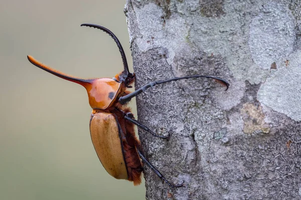 Rhinoceros Beetle Hugging Tree Trunk Nature South America Colombia — Stock Photo, Image