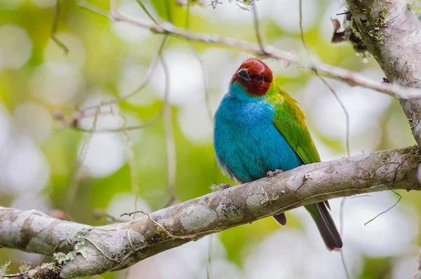 Colorful Tanager Staring Tree — Stock Photo, Image