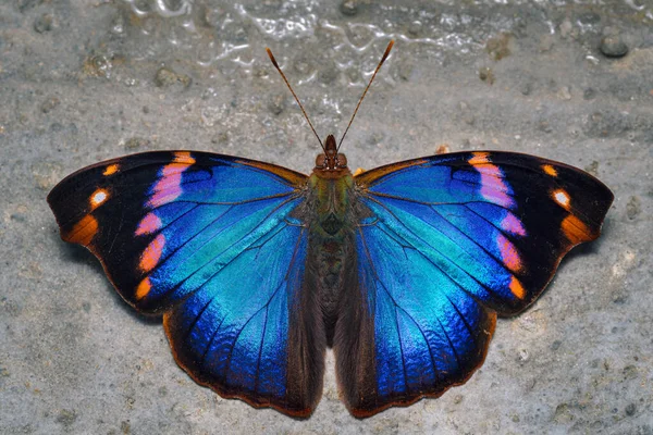 Kleurrijke Vlinder Poseerde Grond Voeden Natuur Uit Zuid Amerika Colombië — Stockfoto