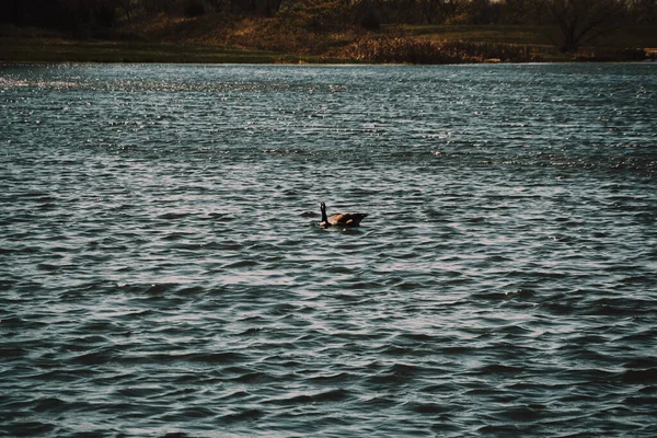 Primer Plano Pato Lago — Foto de Stock