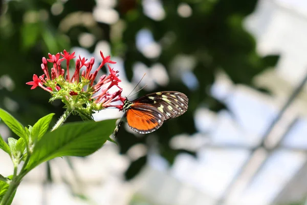 コンスタンス湖のマノー島の花でミルクウィード蝶のクローズアップショット — ストック写真
