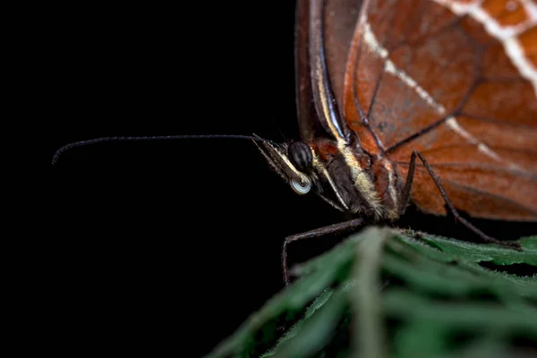 Primo Piano Dell Occhio Una Farfalla Natura Dal Sud America — Foto Stock