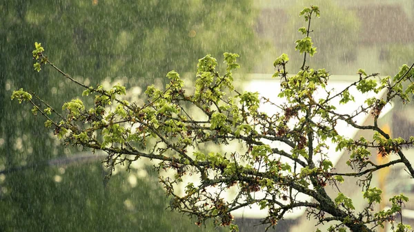 雨天拍到一棵美丽的树的特写 — 图库照片