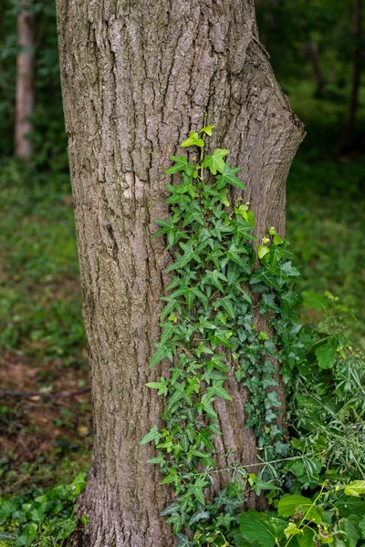 Vertical Shot Crawling Vines Tree Trunk Forest — Stock Photo, Image