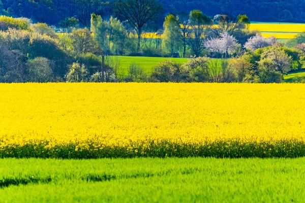 Ein Schöner Schuss Gelbes Rapsfeld Frühling — Stockfoto