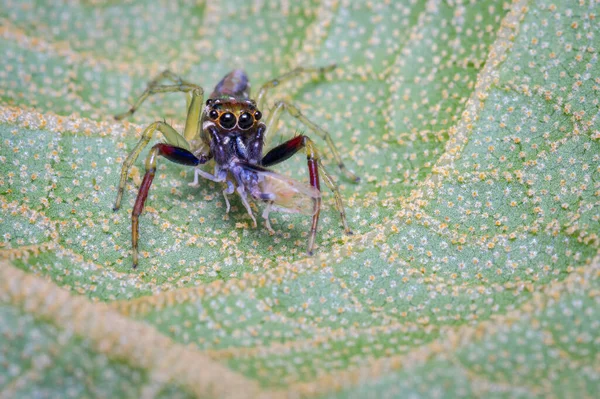 Jumping Spider Hunting Small Prey Food Nature South America Colombia — Stock Photo, Image