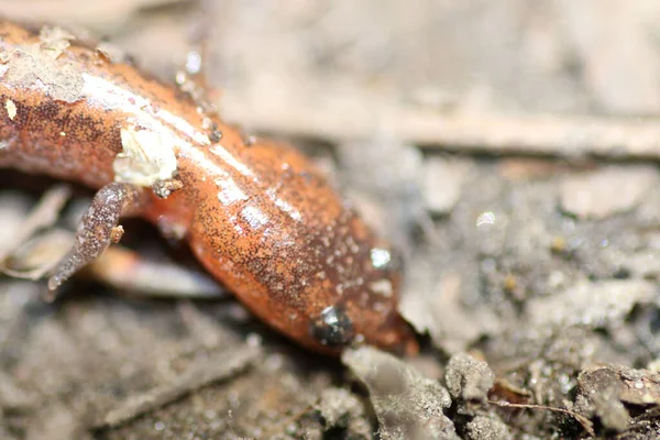 Zbliżenie Ujęcia Salamandry Czerwonym Grzbietem Leśnej Podłodze — Zdjęcie stockowe