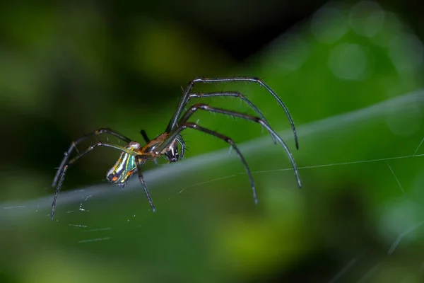 Pók Sétál Pókhálón Természet Dél Amerikából Kolumbia — Stock Fotó
