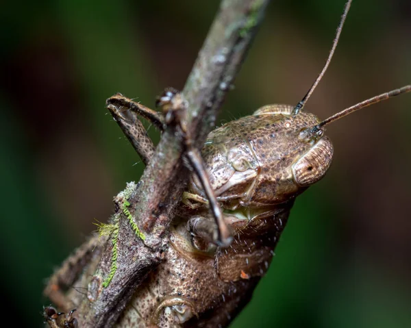 Camouflage Une Sauterelle Tout Serrant Pic Herbe Nature Amérique Sud — Photo