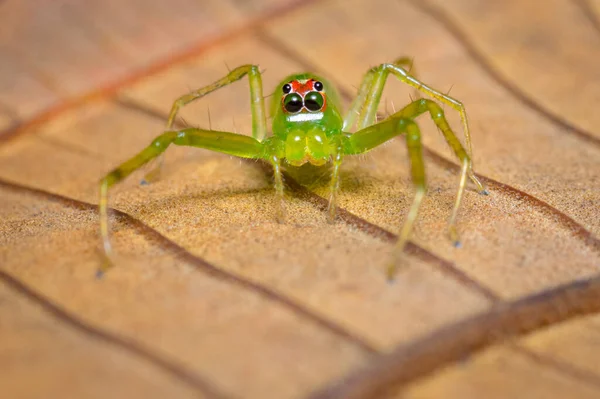 Groene Springende Spin Staart Natuur Uit Zuid Amerika Colombië — Stockfoto