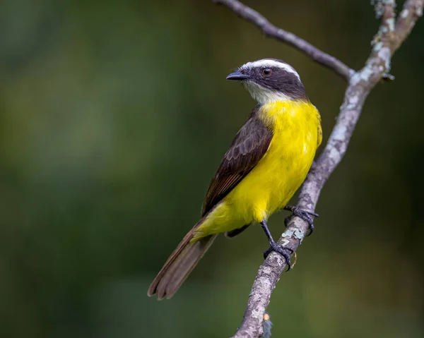 Pájaro Posado Una Rama Mirando Diagonalmente Izquierda — Foto de Stock