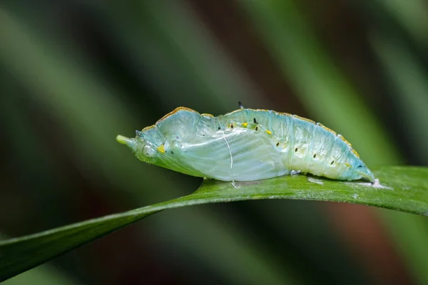 Fjäril Puppa Nära Kläckning Natur Från Sydamerika Colombia — Stockfoto