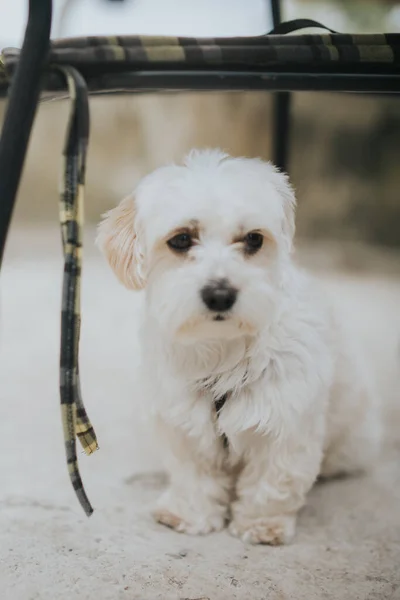 Tiro Vertical Cão Branco Maltês — Fotografia de Stock