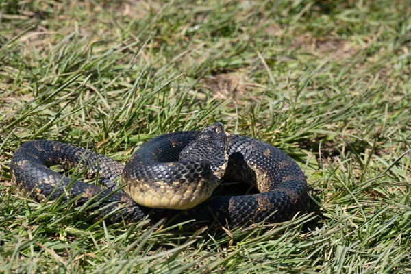 Closeup Shot Eastern Hognose Snake Forest Floor — Stock Photo, Image