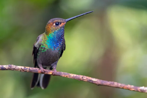 Endemic Hummingbird Colombia Ecuador Perched Thin Branch — Stock Photo, Image