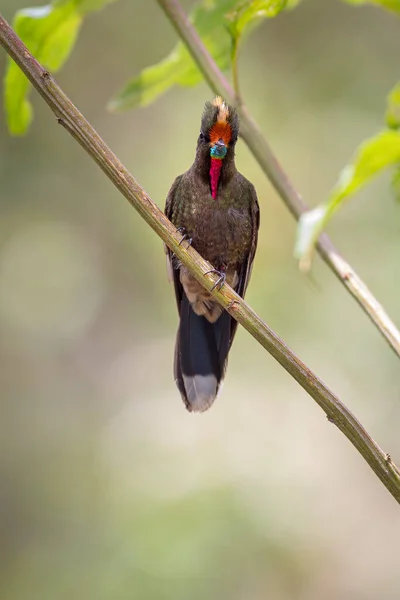 茂みの枝に多くの色の髭を生やした美しいハチドリ — ストック写真