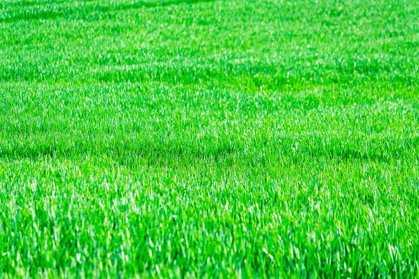 Hermoso Campo Verde Cielo Azul —  Fotos de Stock